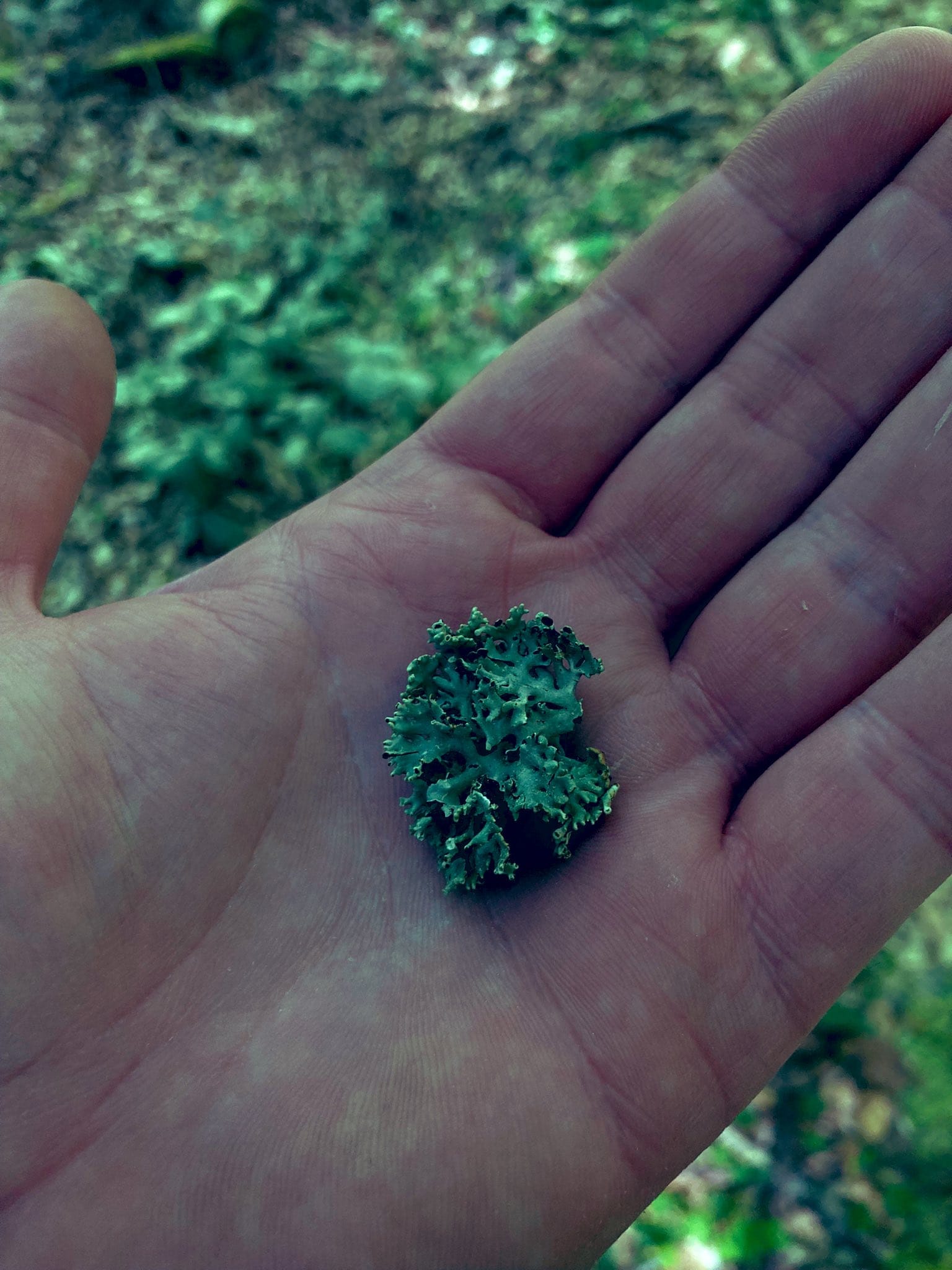 In einer offenen Hand liegt Flechte, gesammelt in einem Wald, es wirkt kühl und grün.