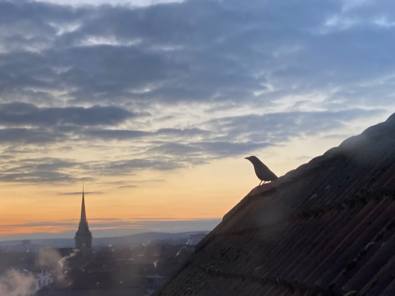 Sonnenaufgang, ein Rabe sitzt auf einem Dach hoch über der Stadt (C) Herr Montag
