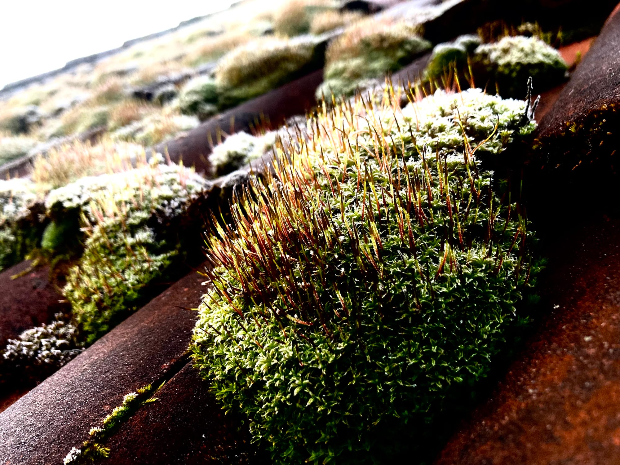 Moos auf einem Hausdach, es glitzert durch die Kälte.