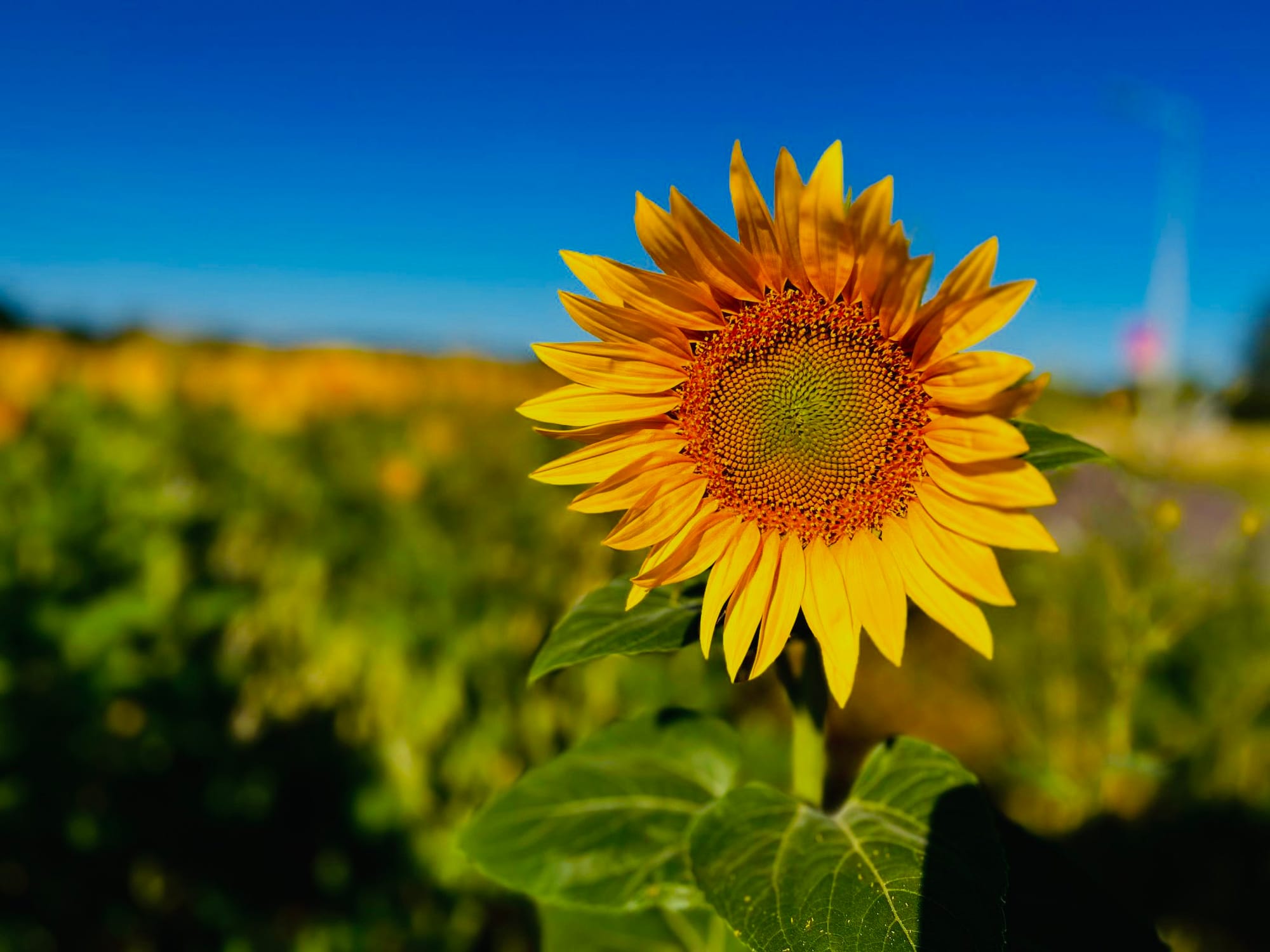 Sonnenblume im Fokus, Feld und blauer Himmel im Hintergrund. Es ist Sommer.