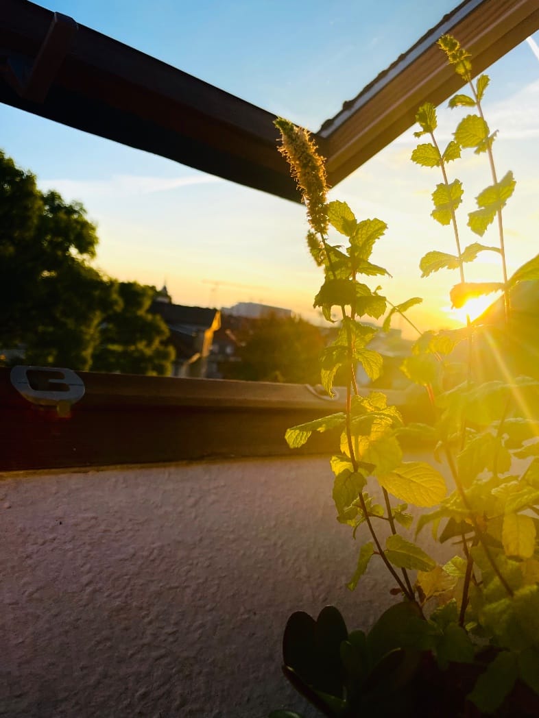 Eine Blume auf dem Fensterbrett, das schräge Dachfenster ist geöffnet. Im Hintergrund sieht man die Sonne aufgehen, sie leuchtet durch die Blätter der Pflanze. (C) Herr Montag.