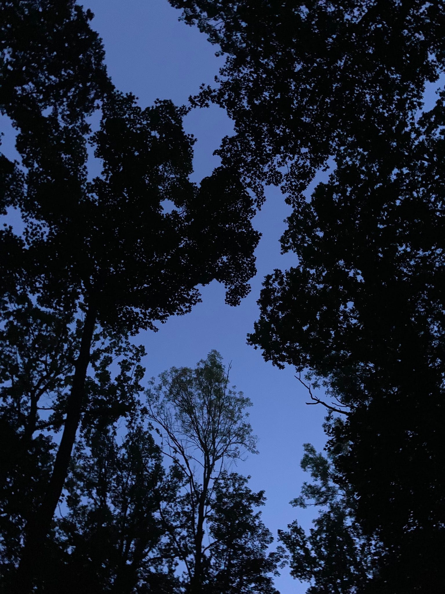 Dunkle scherenschnittartige Bäume vor dem Abendhimmel