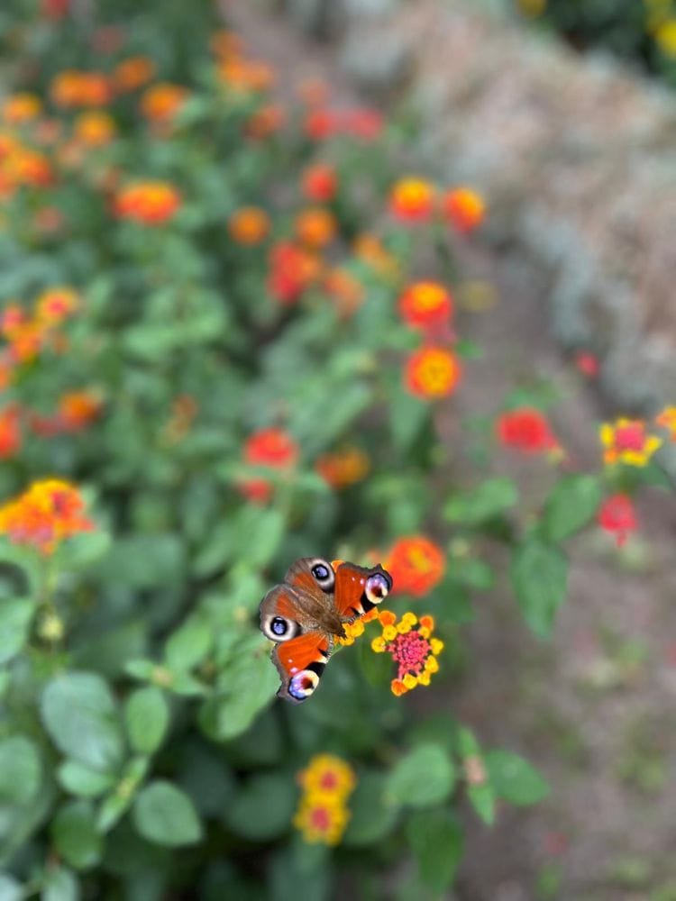 Schmetterling auf Wiese