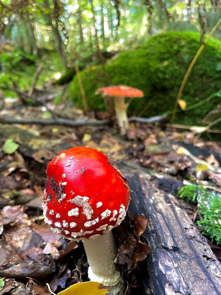 Zwei Fliegenpilze, der vordere ist im Fokus. Im Wald, grüner Boden, Moos, ein Holz (C) Herr Montag