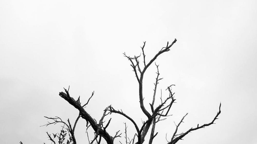 Ein düsteres Winterbild, ein alter Baum, kahl, ragt in den grauen Himmel. Sonst ist da nichts. Das Foto ist schwarz-weiß. Es sieht so aus wie manche sich dieser Tage fühlen. (C) Herr Montag