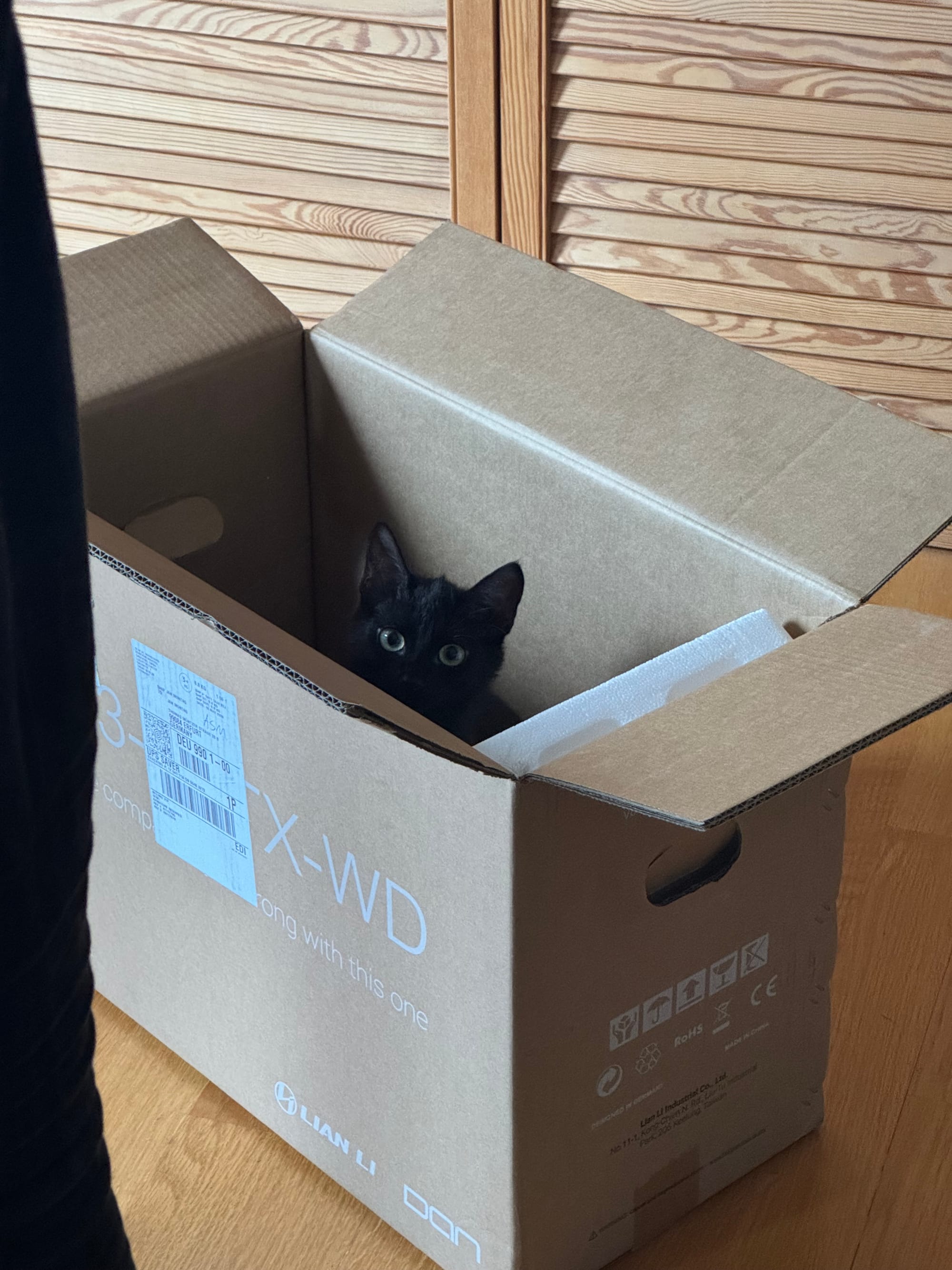 Lakritz die Katze sitzt im Karton des PC-Gehäueses